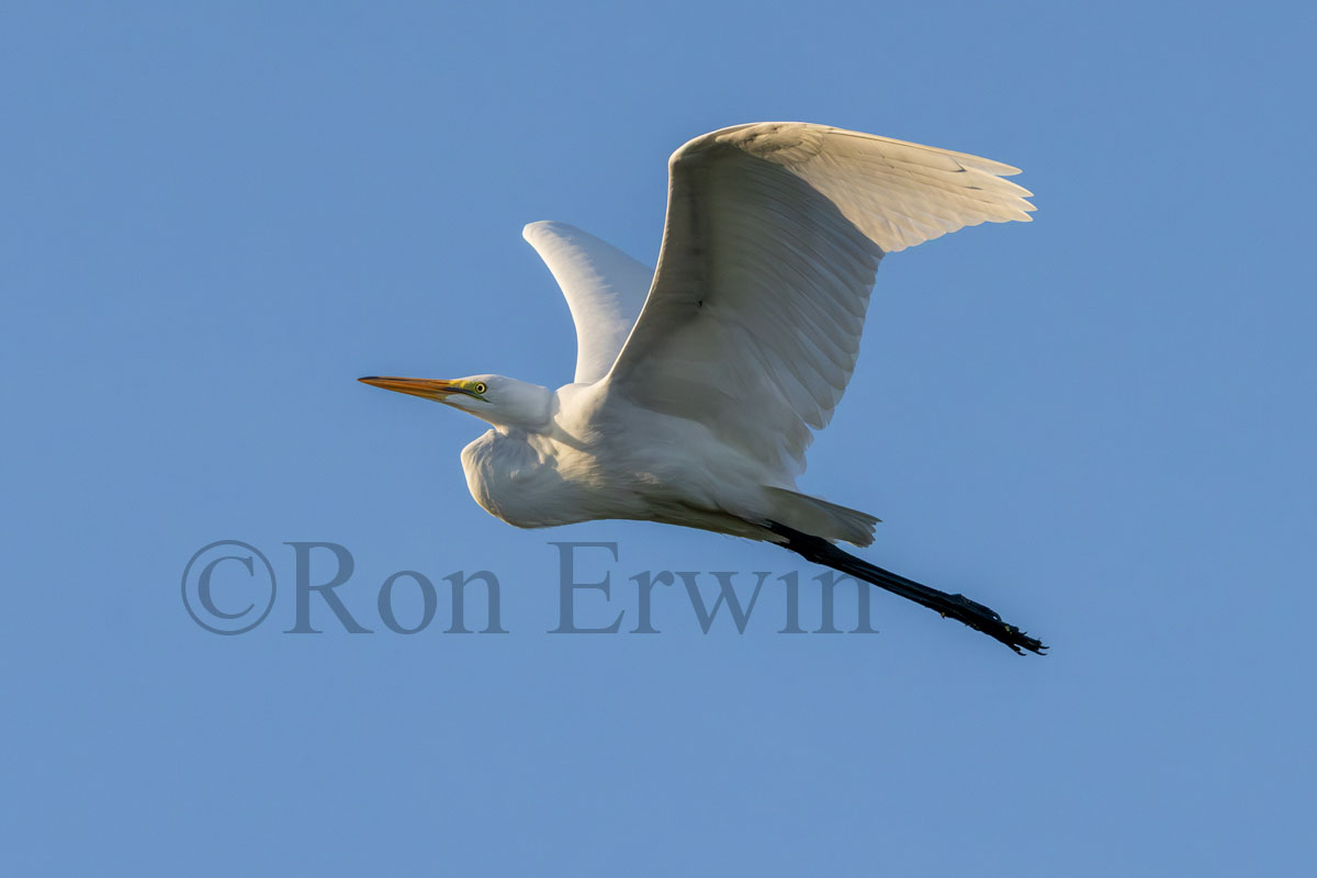 Great Egret