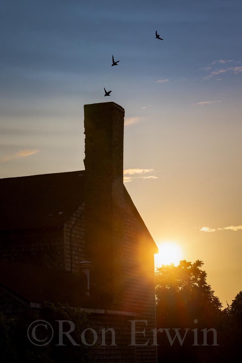 Chimney Swifts