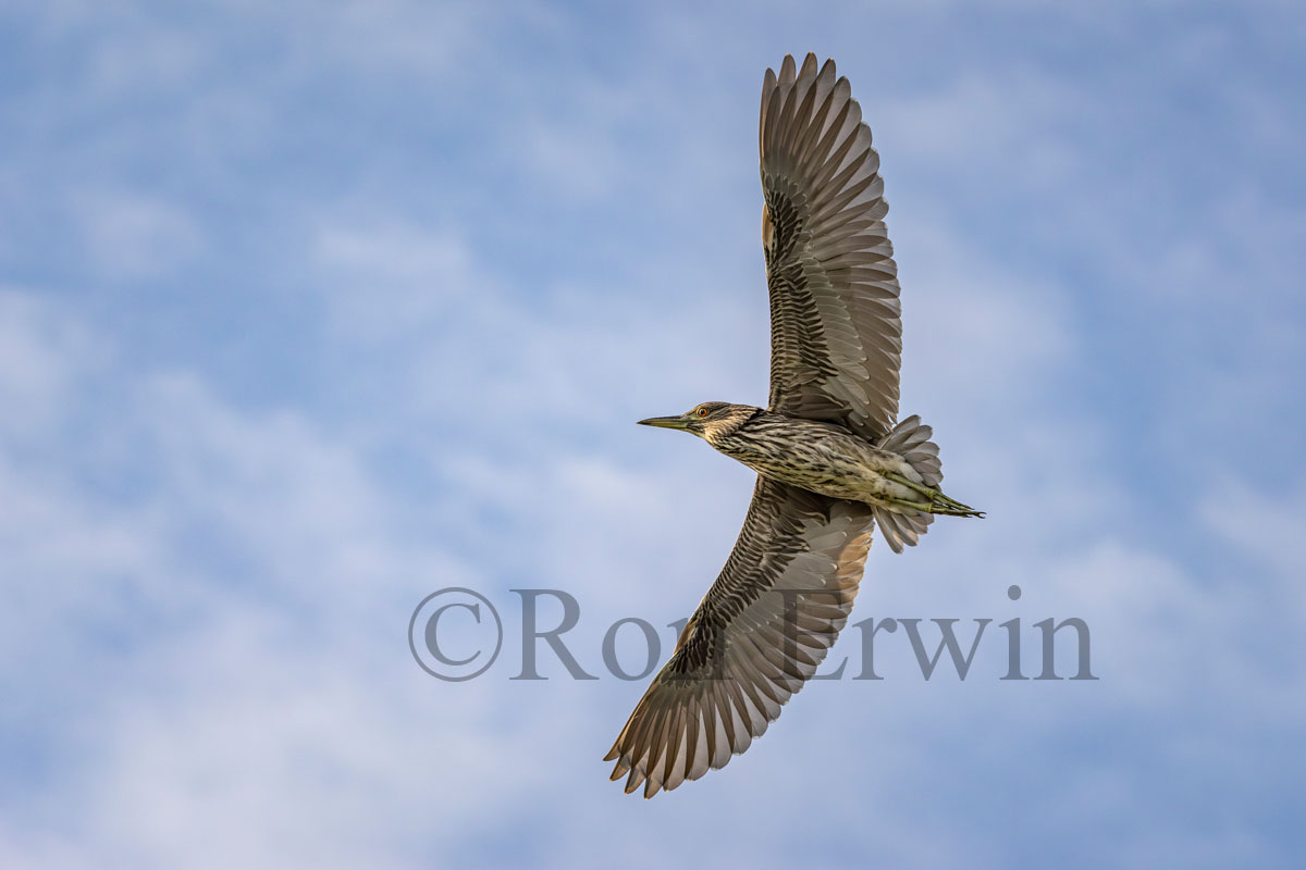 Immature Black-crowned Night Heron
