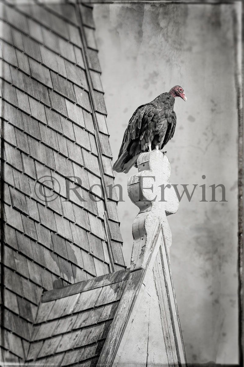 Turkey Vulture on Steeple