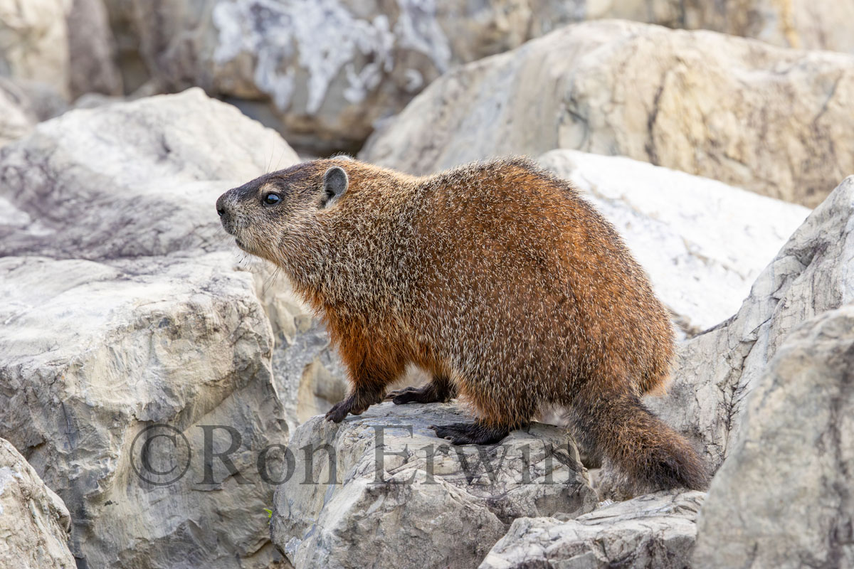 Woodchuck