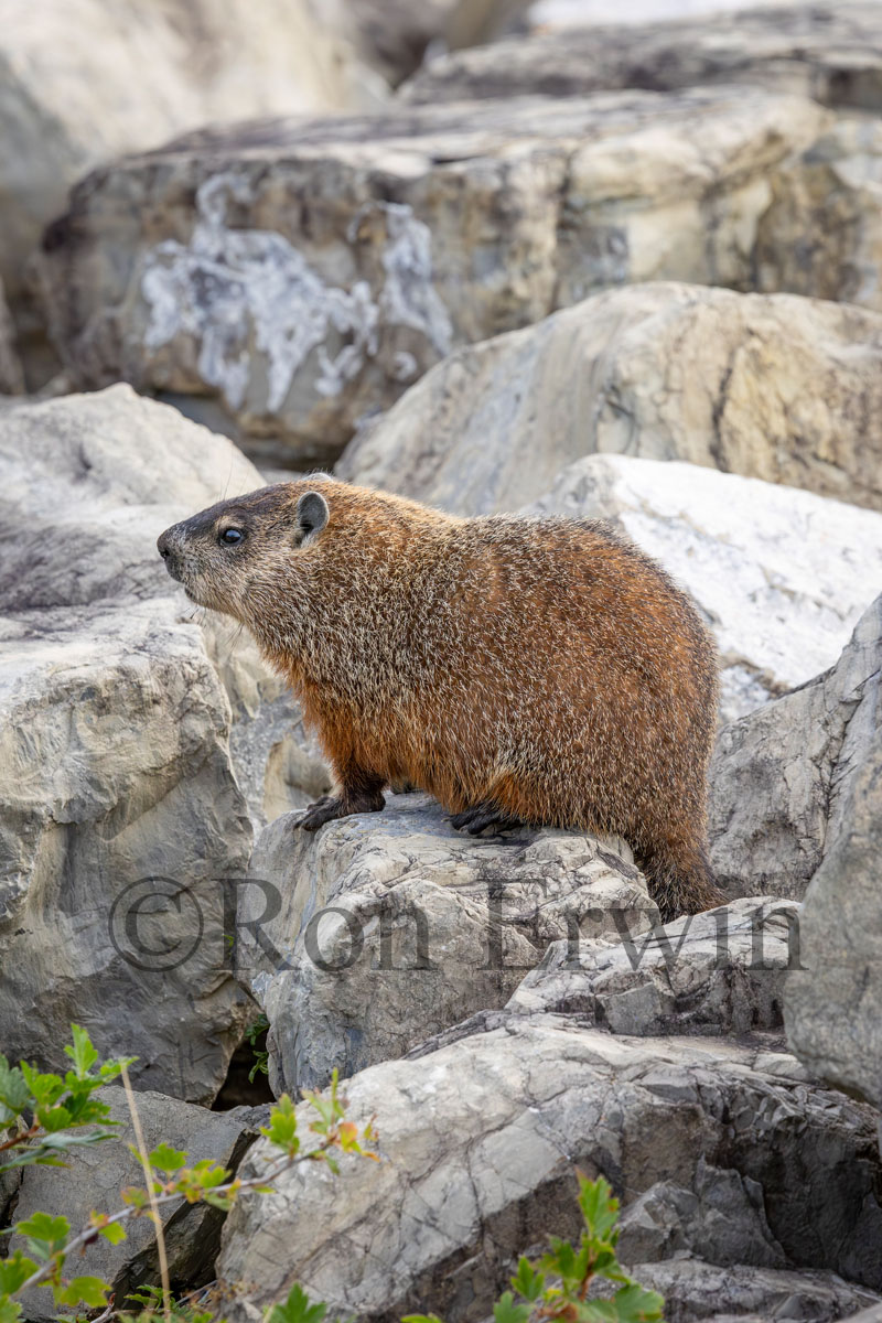 Woodchuck