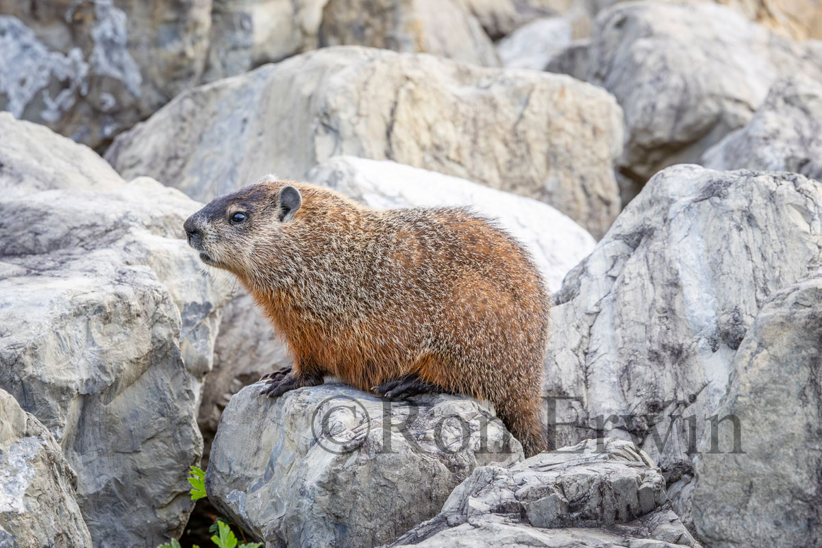 Woodchuck