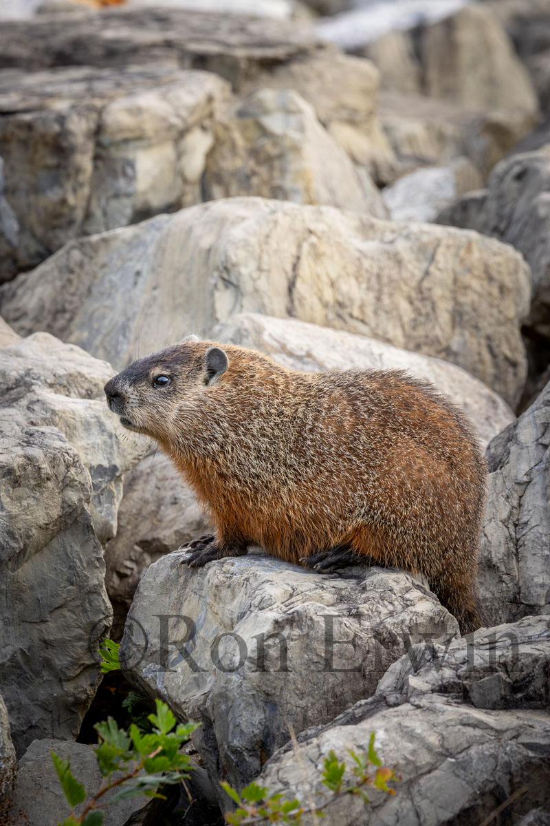 Woodchuck