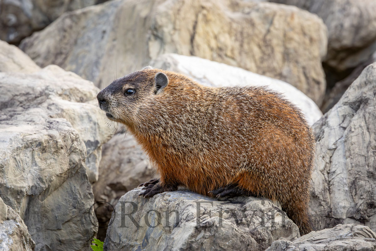 Woodchuck