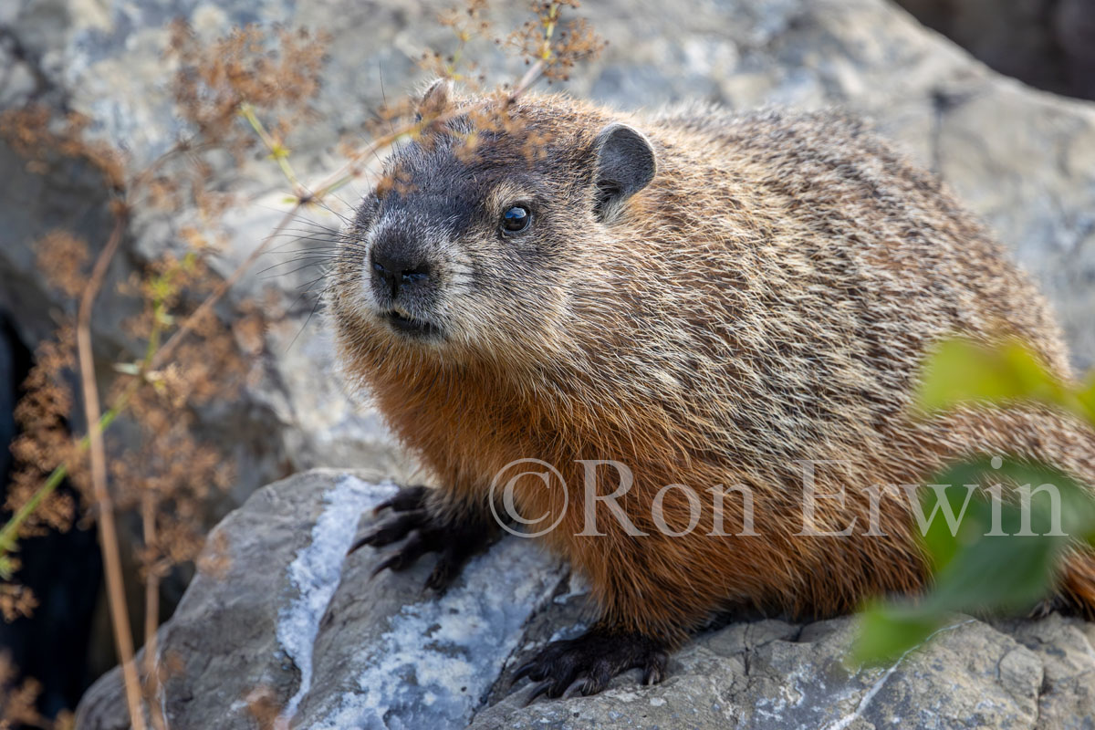 Woodchuck