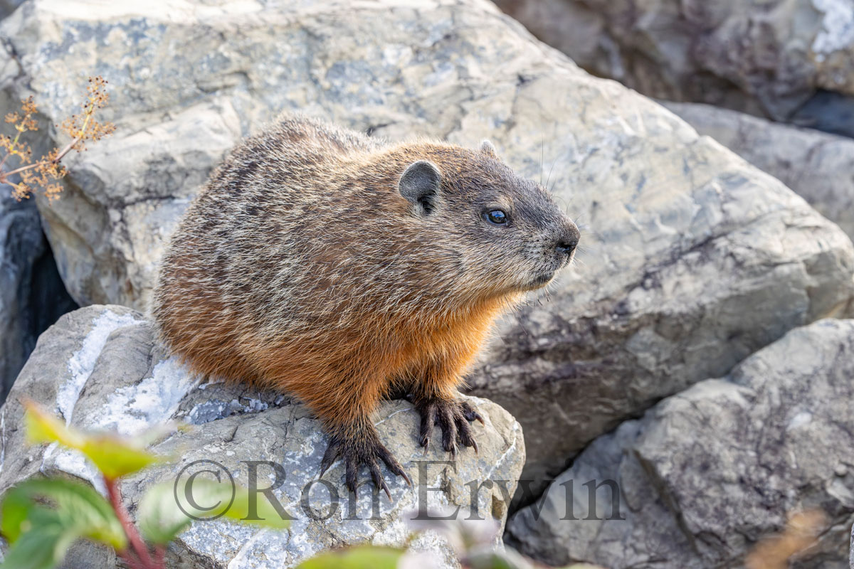 Woodchuck
