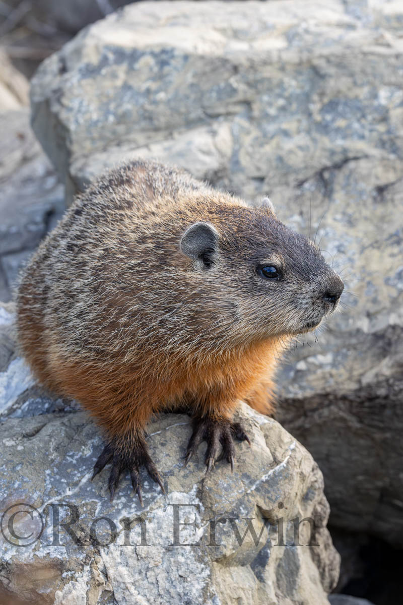 Groundhog or Woodchuck