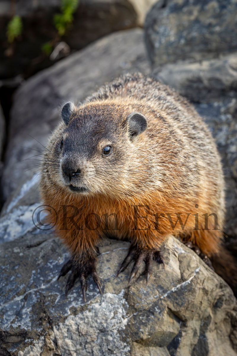 Woodchuck