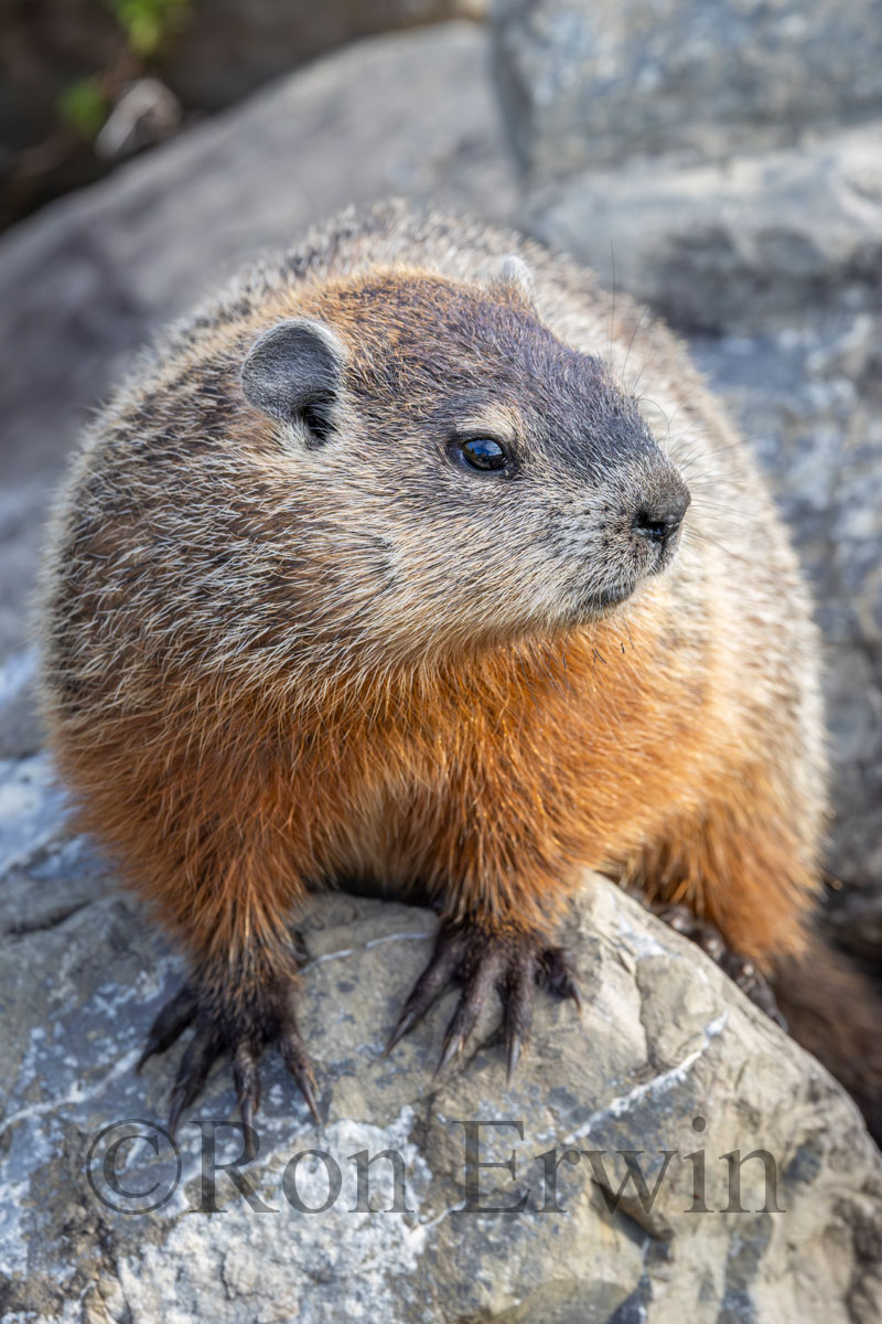 Woodchuck