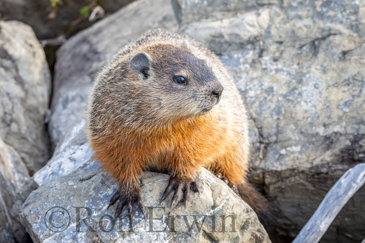 Woodchuck
