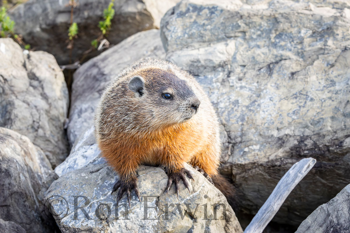 Woodchuck