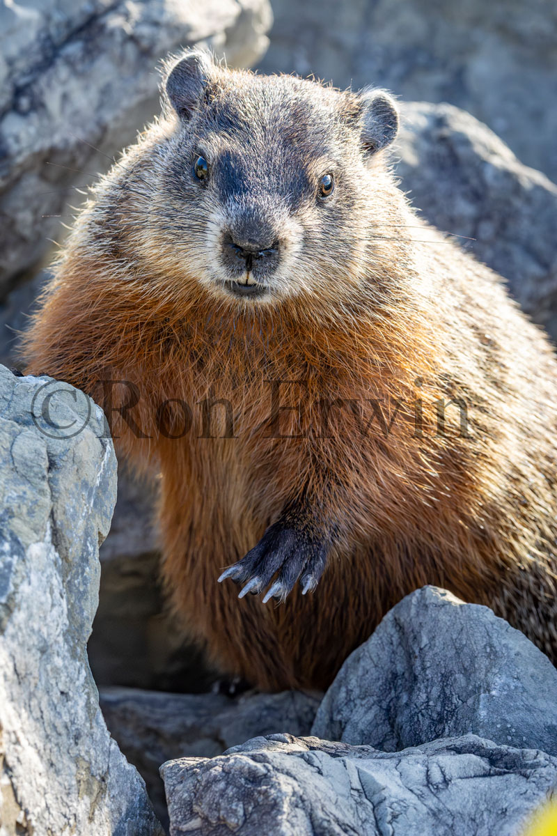 Woodchuck