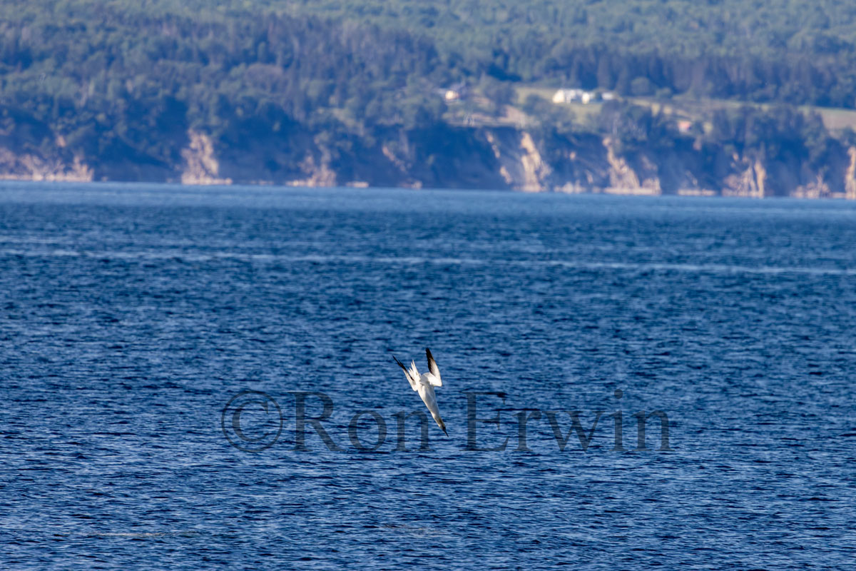 Northern Gannet Diving