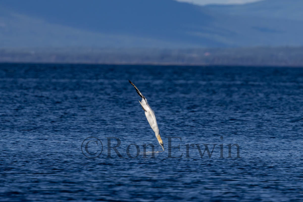 Northern Gannet Diving