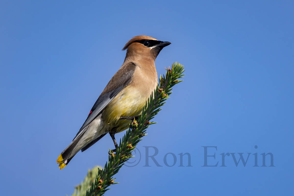 Cedar Waxwing
