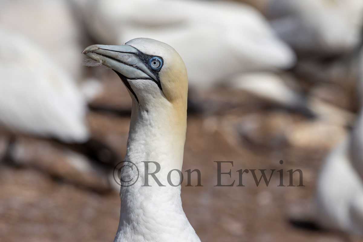Northern Gannet
