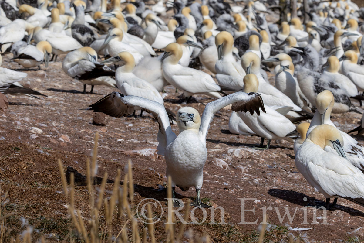 Northern Gannet