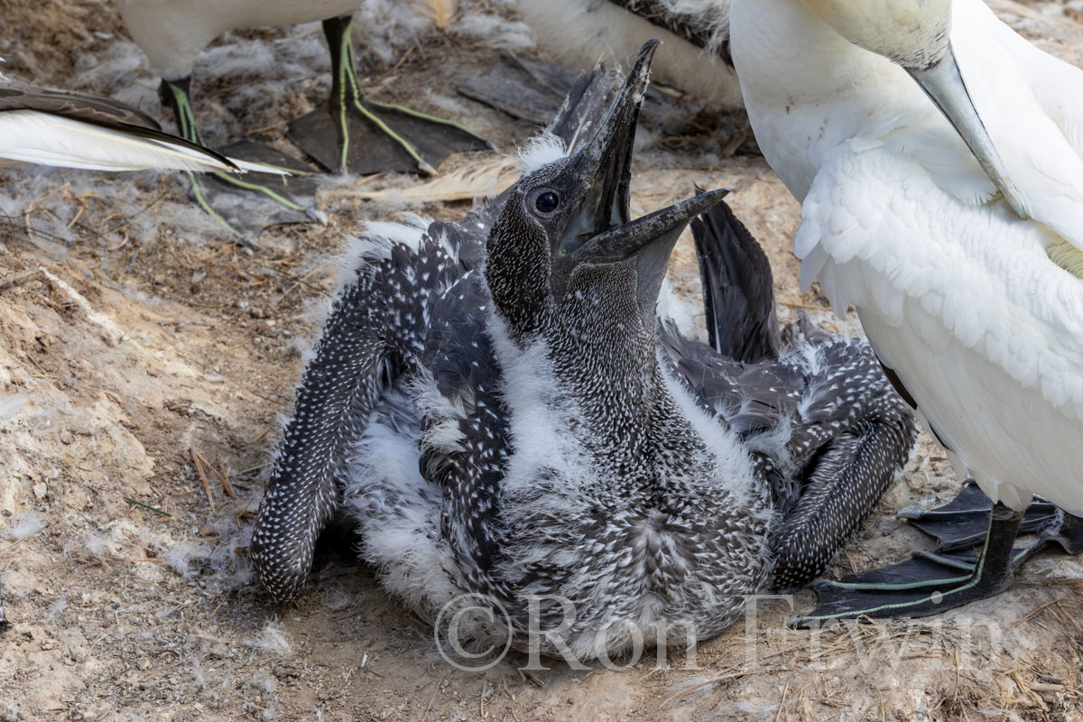 Northern Gannet Chick