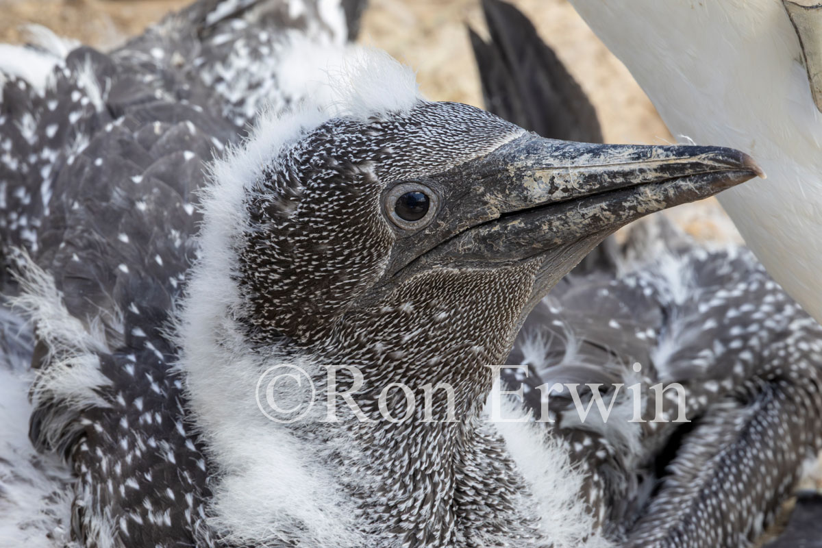 Northern Gannet Chick