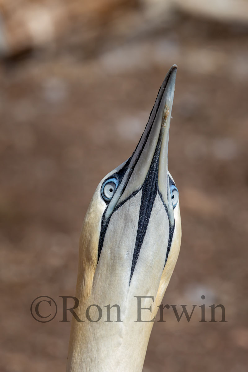 Northern Gannet Head