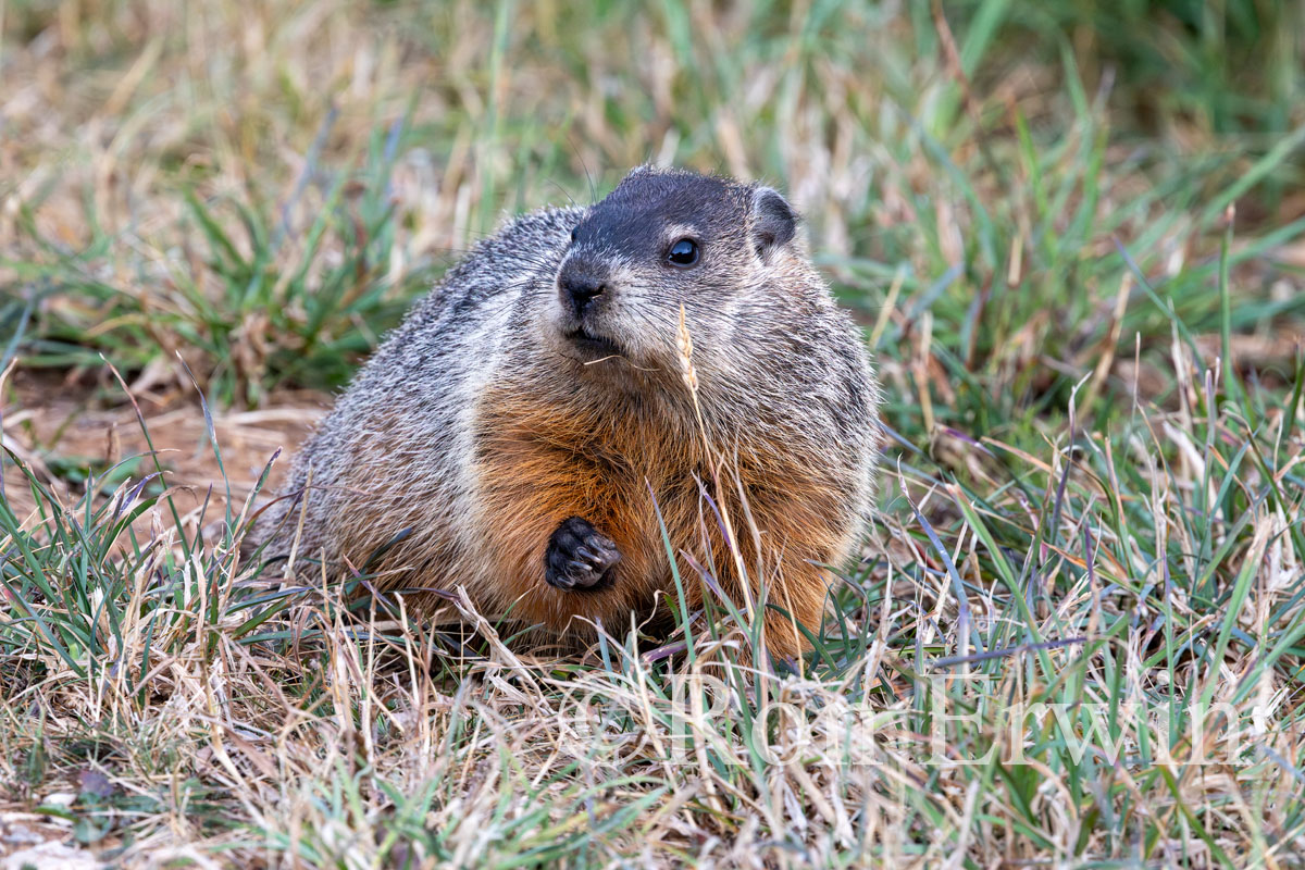 Groundhog or Woodchuck