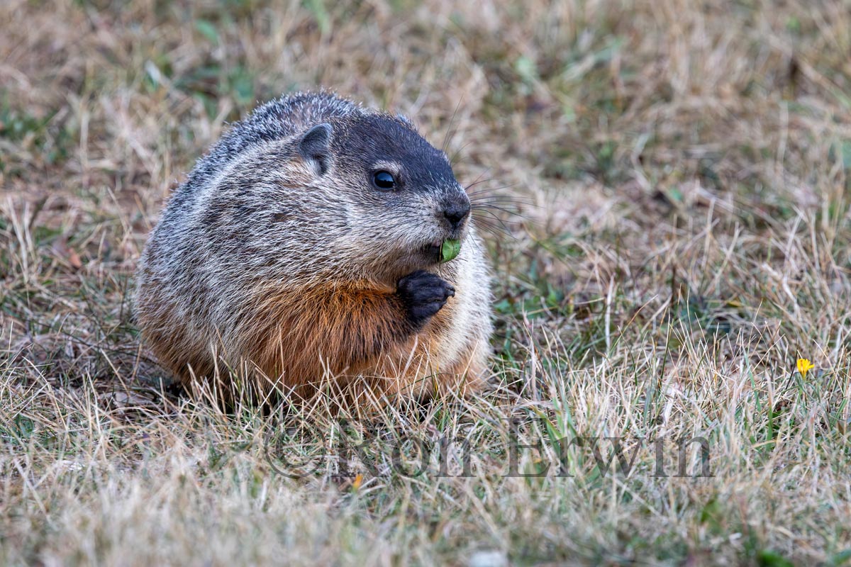Groundhog or Woodchuck