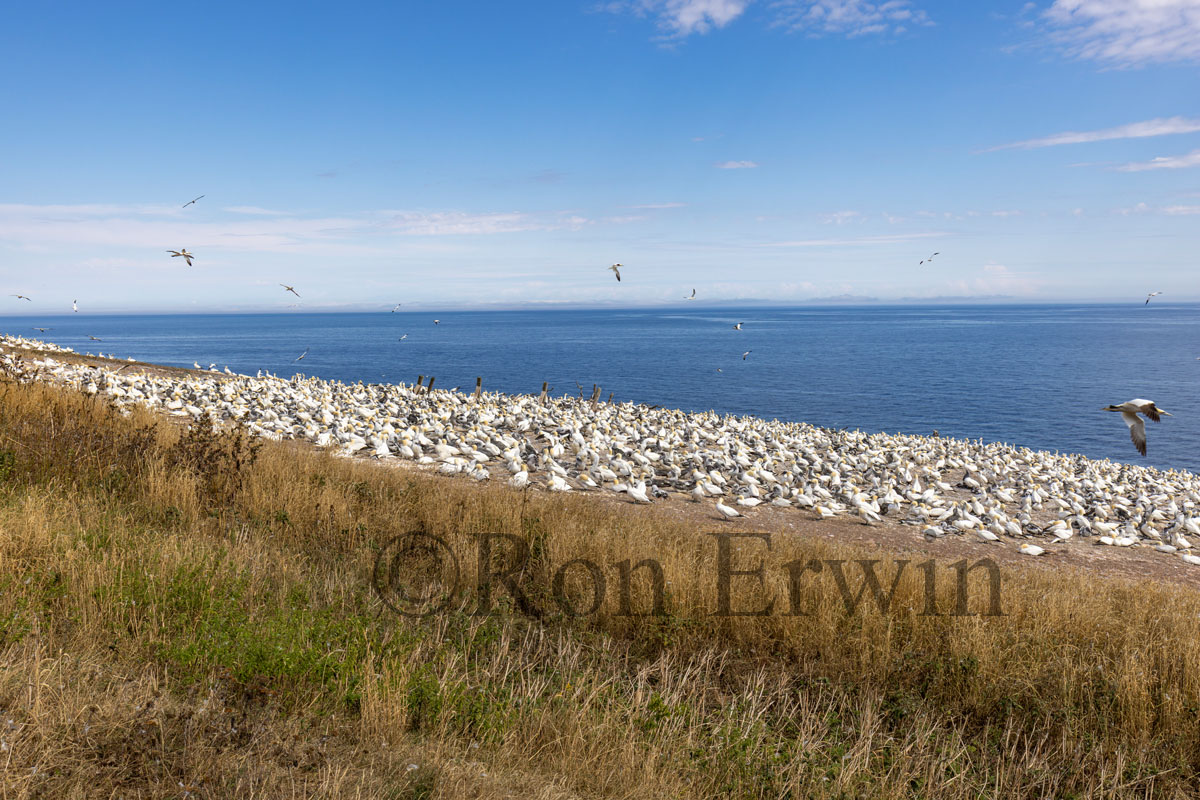 Northern Gannet Colony