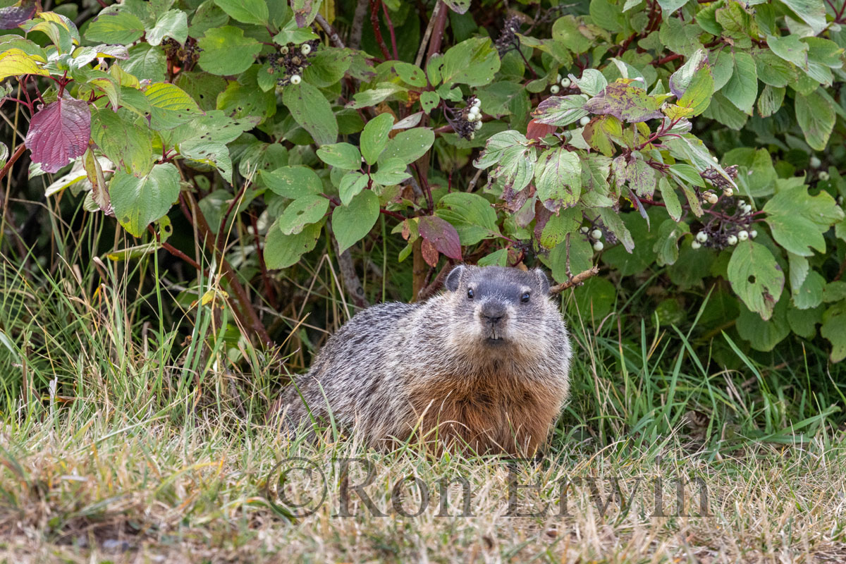 Groundhog or Woodchuck