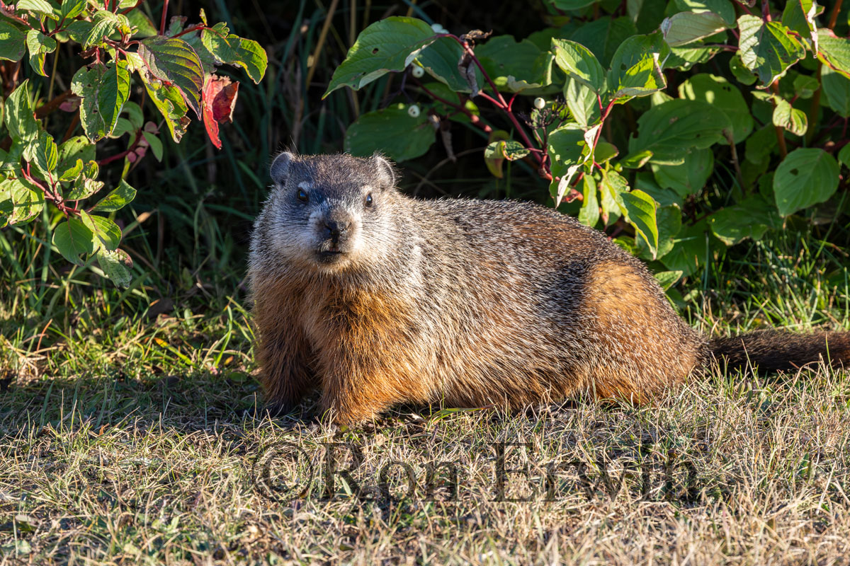 Groundhog or Woodchuck