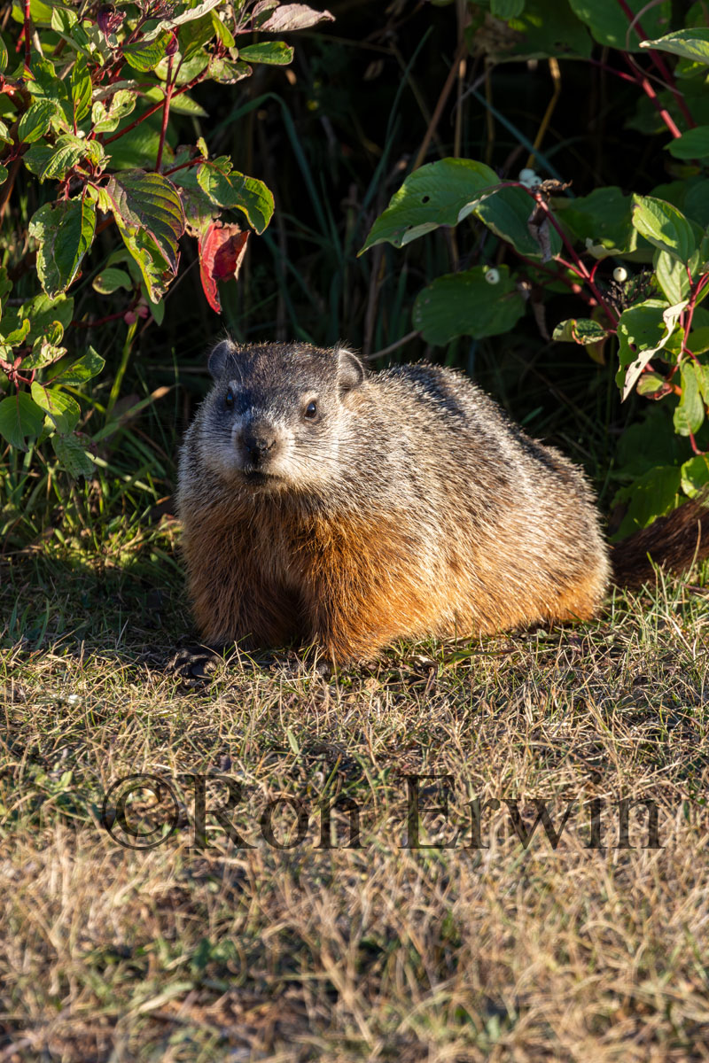 Groundhog or Woodchuck