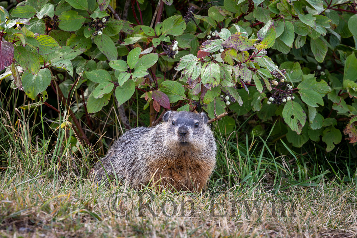 Groundhog or Woodchuck