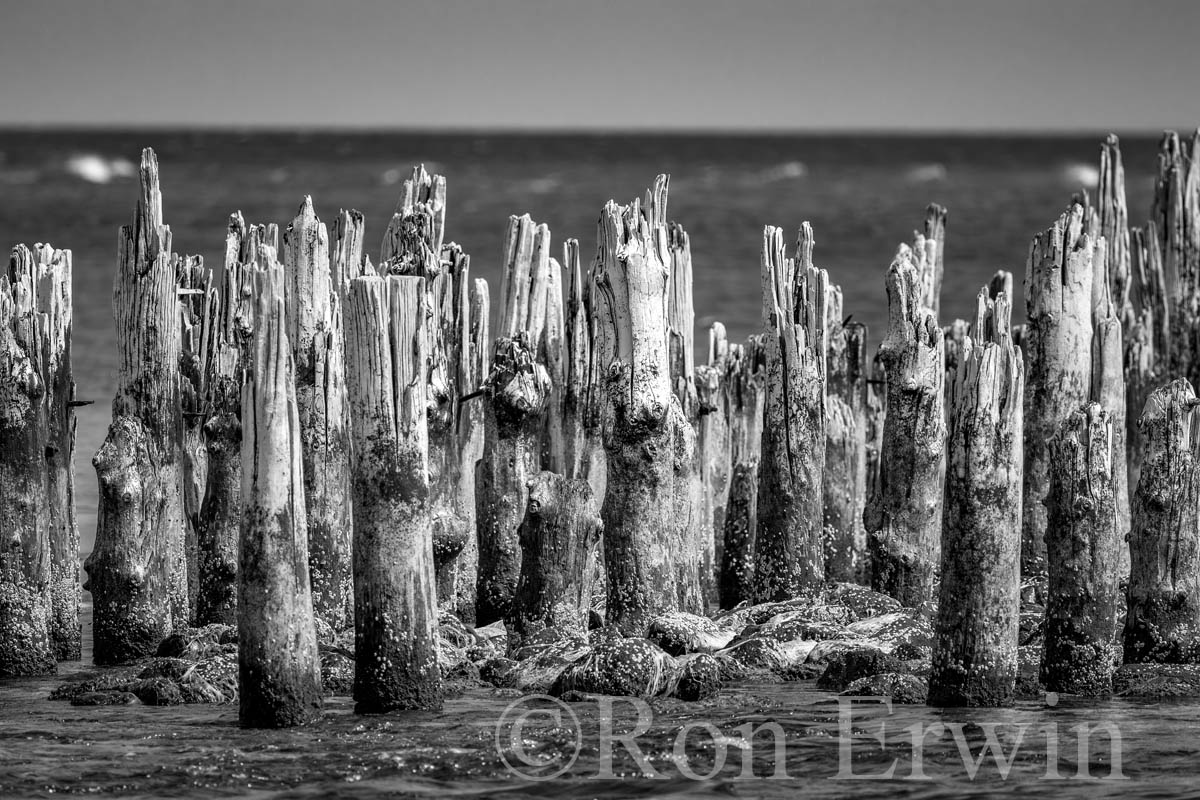 Pilings, St Peters Harbour, PEI