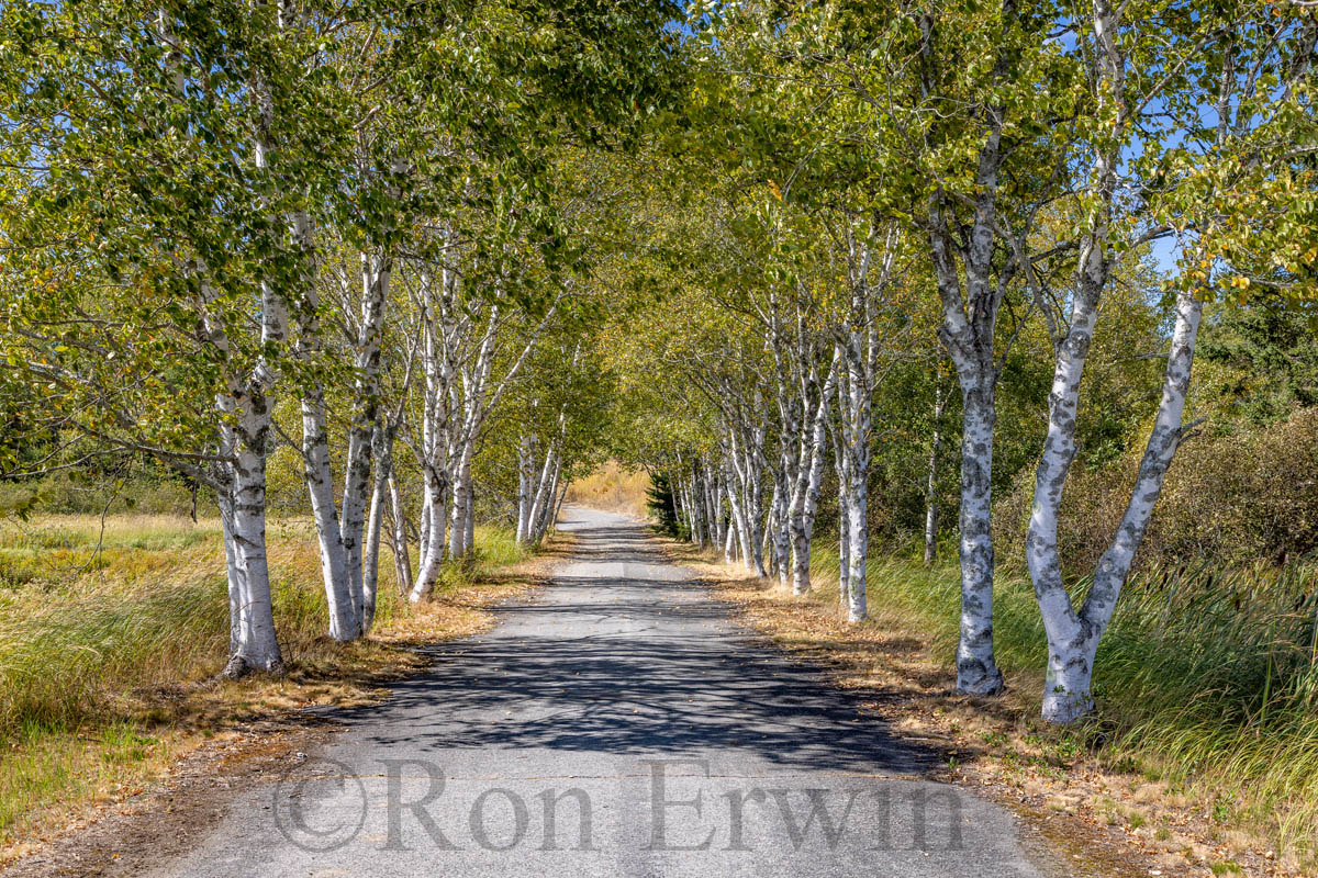 Country Lane in New Brunswick