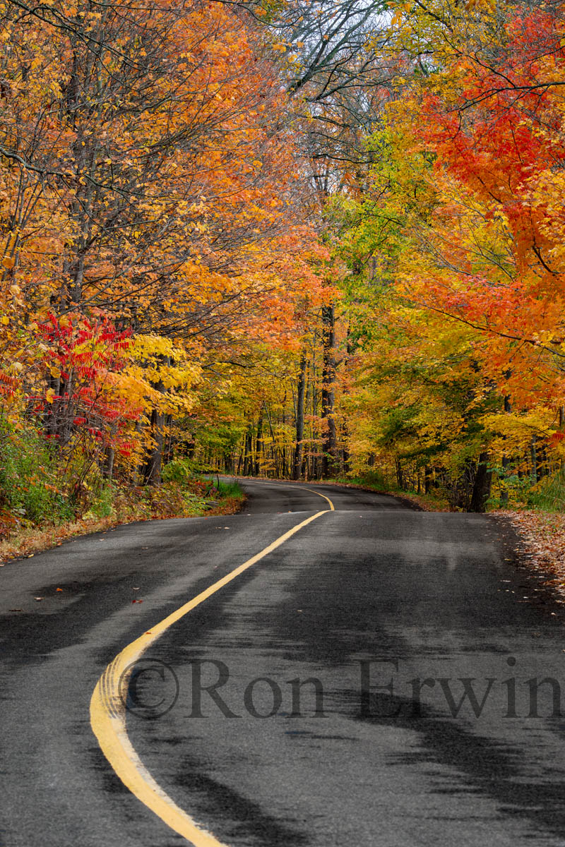 Grimmon's Woods in Autumn