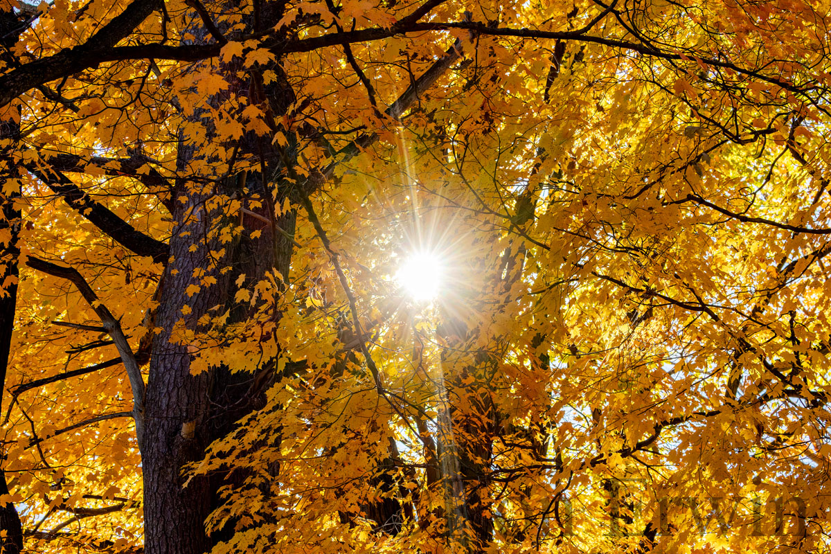 Sunshine & Coloured Leaves