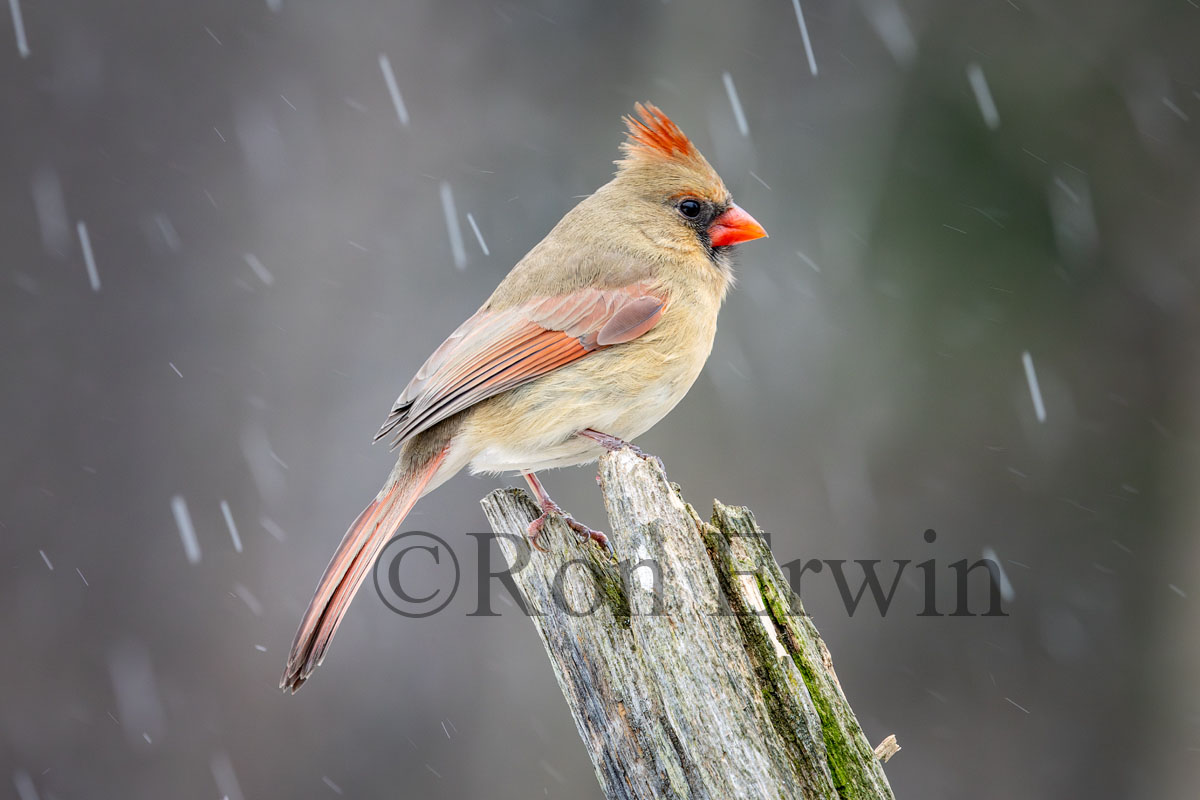 Northern Cardinal Female