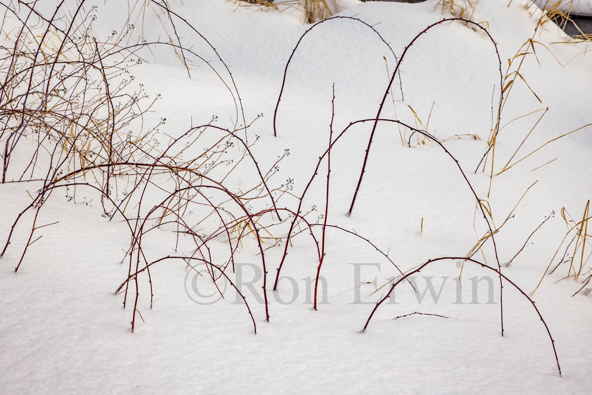 Plants & Snow