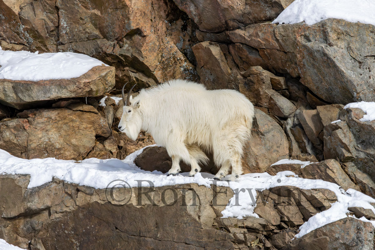 Mountain Goat