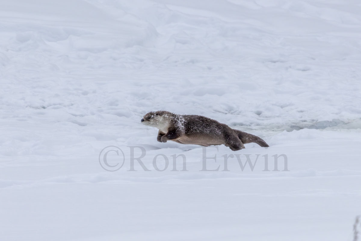 North American River Otter
