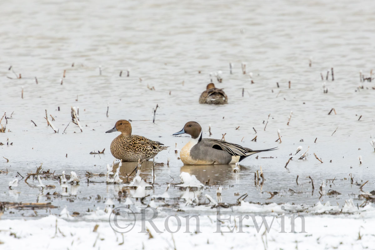 Northern Pintail Ducks