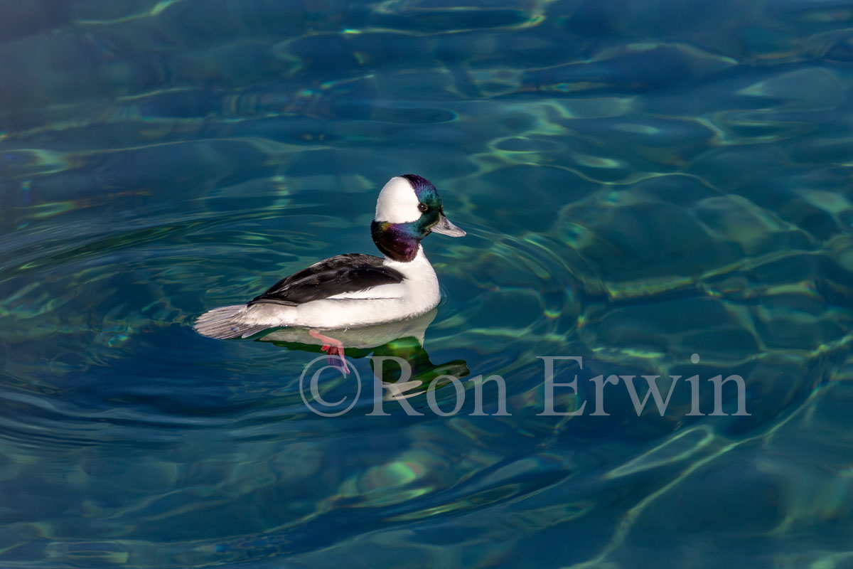 Male Bufflehead