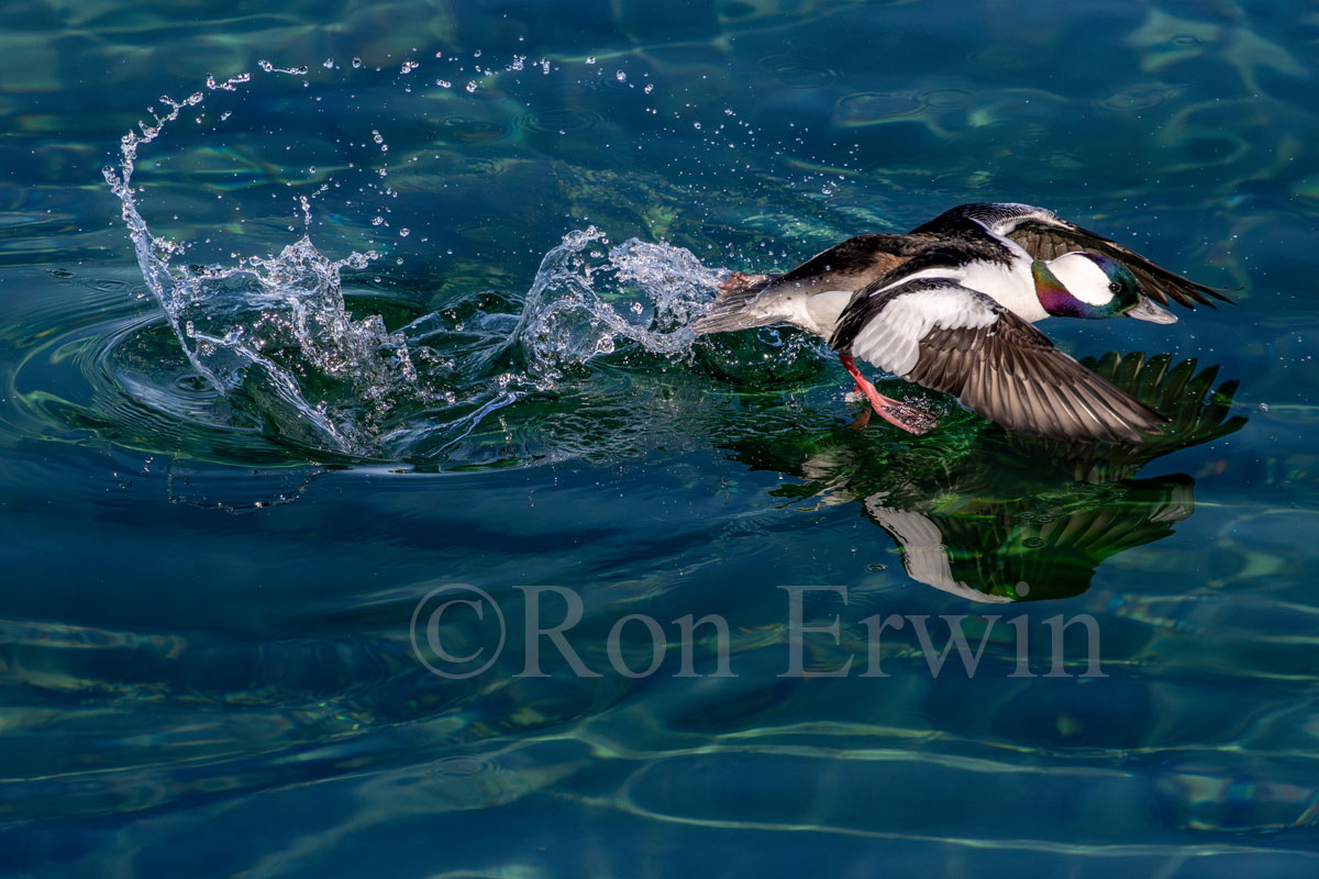Male Bufflehead
