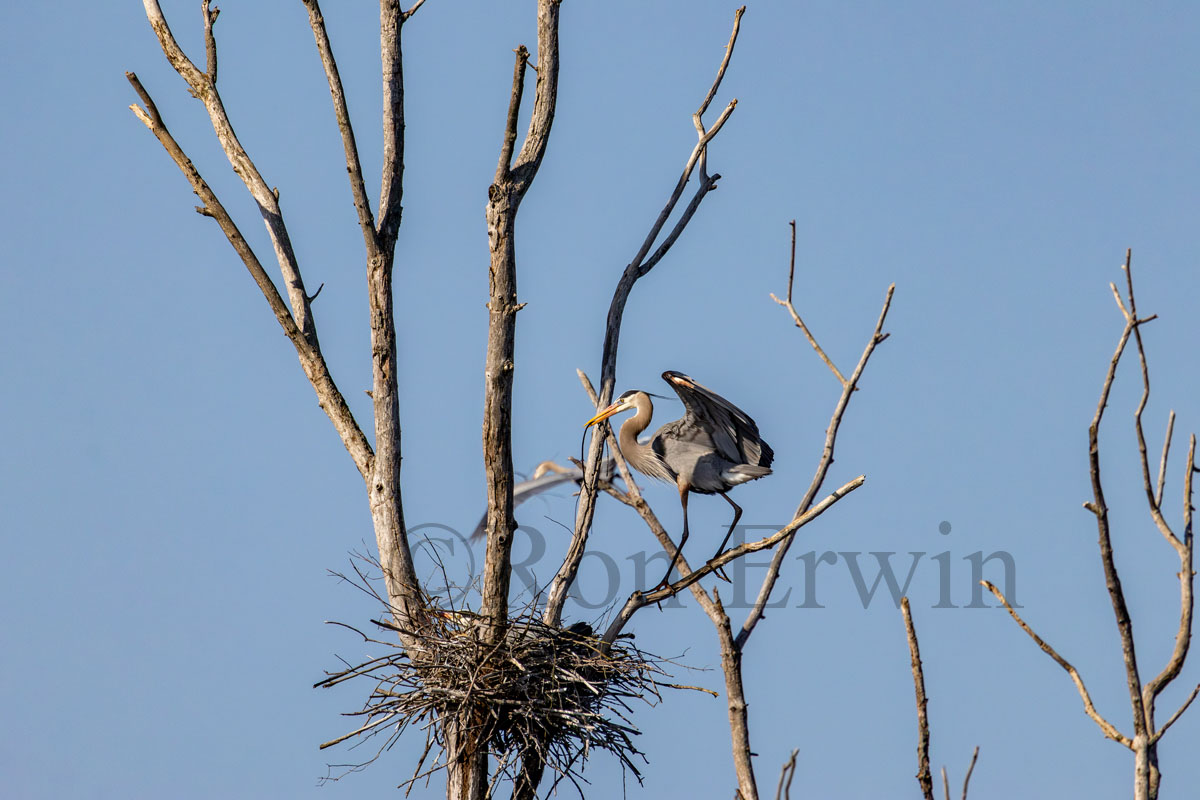 Great Blue Heron