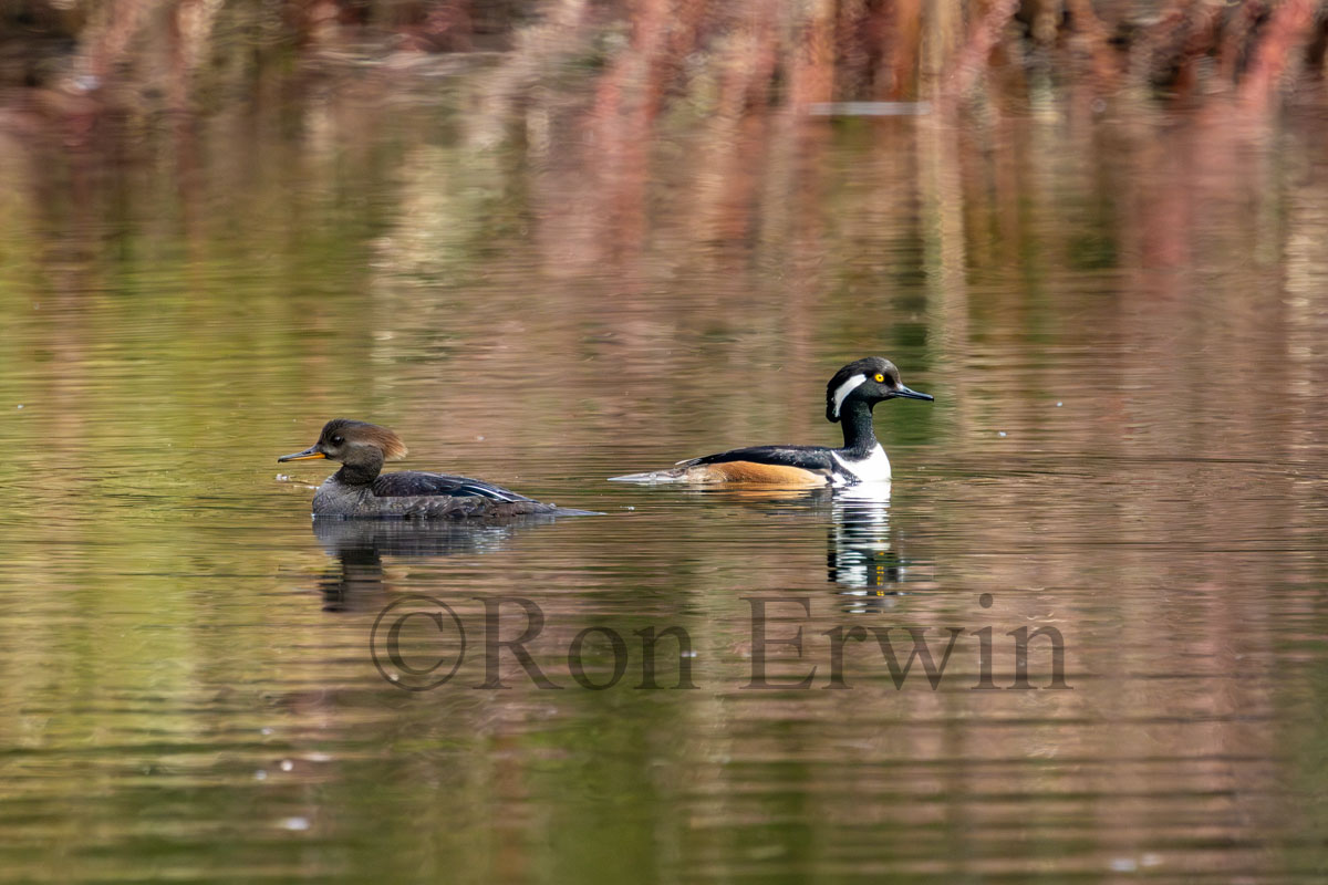 Hooded Merganser Pair