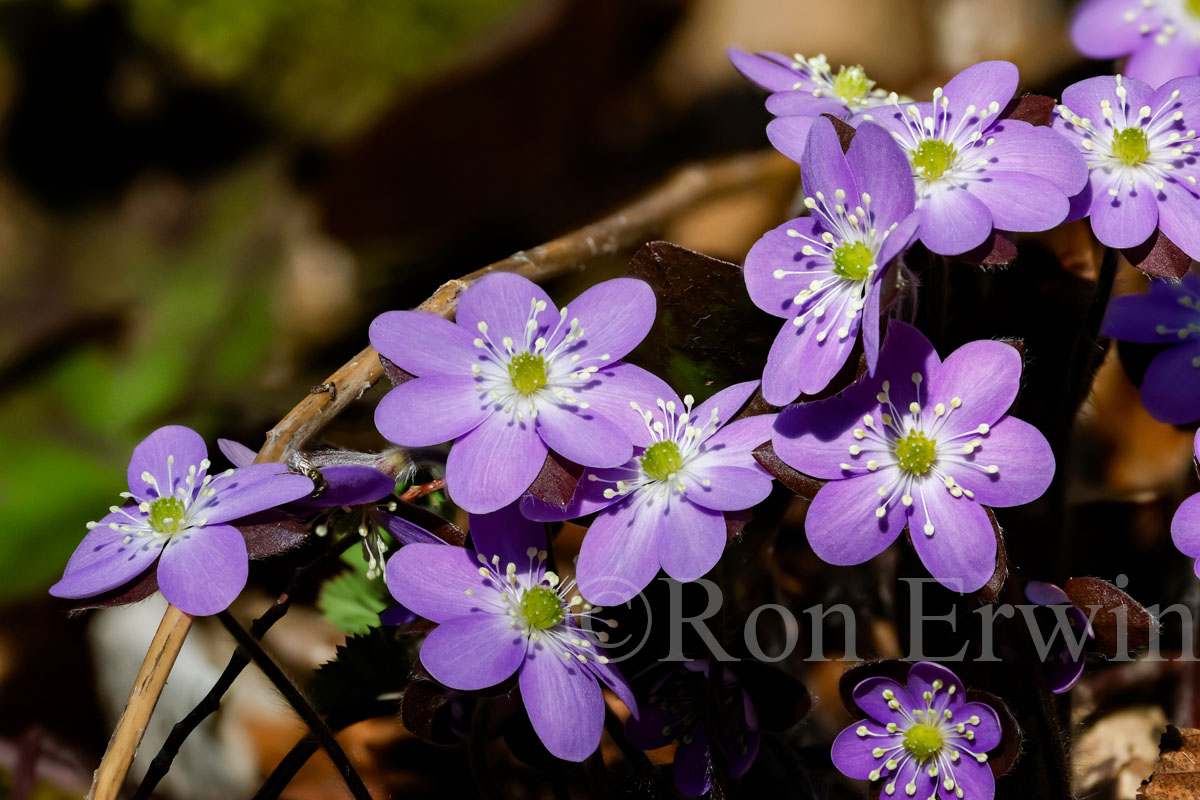 Round-lobed Hepatica