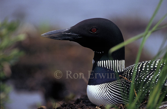 Loon on Nest