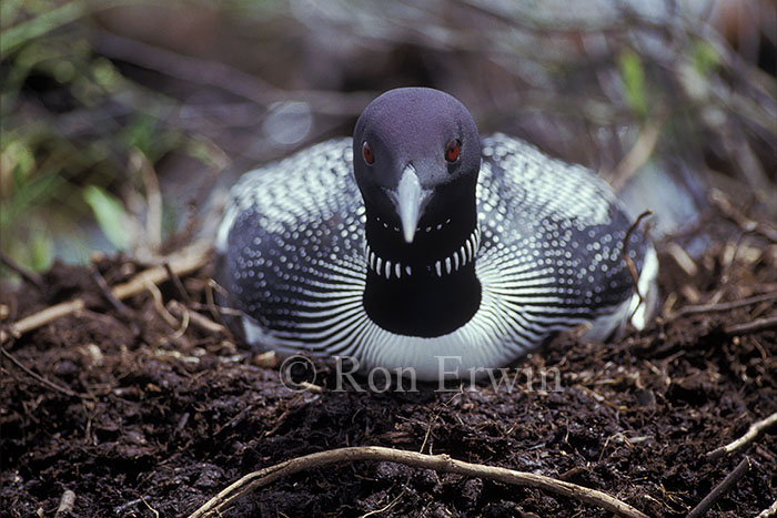 Common Loon on Nest