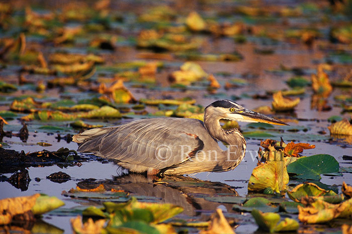 Great Blue Heron