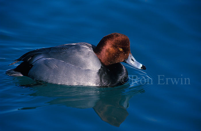 Redhead 
